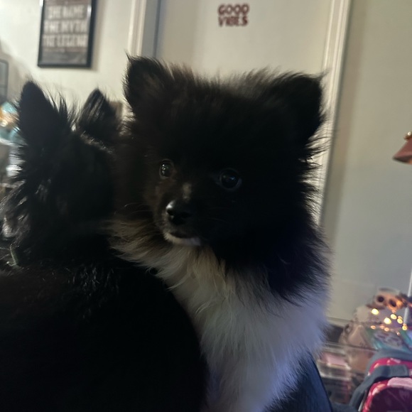 Meet your Posher, Heather - Picture 2 of 4